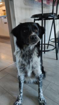 Sayan, Border Collie