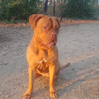 Droopy, Dogue Bordeaux