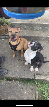 Rocky, Staffordshire Bull Terrier