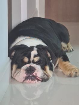 T-Bone, Bouledogue Anglais