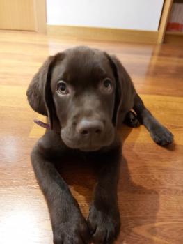 Zośka, Labrador Retriever