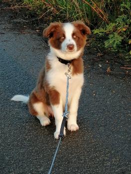 Tina, Border Collie