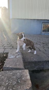 Bentley, American Staffordshire Terrier