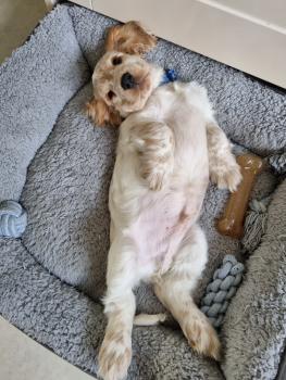 FINLEY, Cocker Spaniel