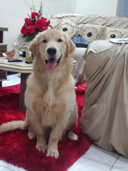 Jake, Golden Retriever