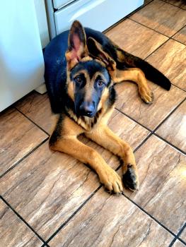 Dutch, Deutscher Schäferhund