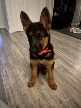 Shaya, Berger Allemand
