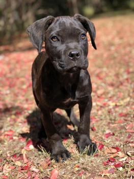 morco, Cane Corso