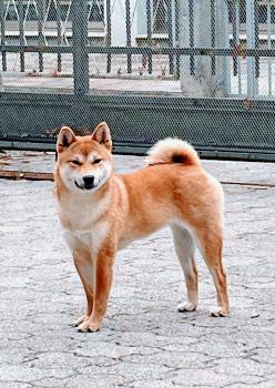 Tenshi, Shiba Inu