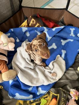 Horus, Dachshund (Pelo Largo)