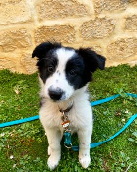 Sushi, Border Collie