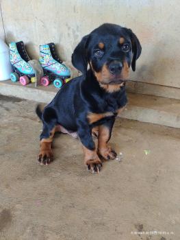 Pilo, Rottweiler