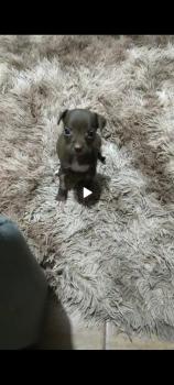 Mel, Pinscher (Alemán)