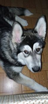 Sirius, Malamute