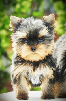 KEAMY CHRISSY ALDA, Yorkshire Terrier