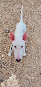 Kyra, Bull Terrier
