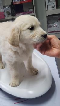 Tara, Golden Retriever