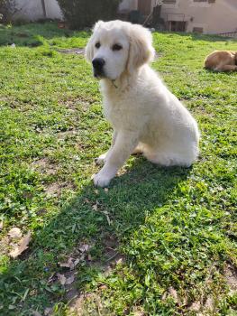 Shadow, Golden Retriever