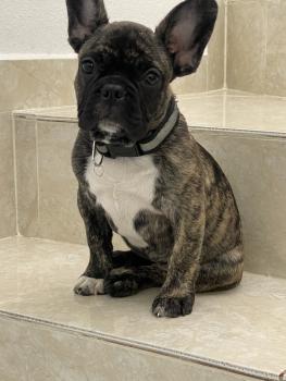 GANNA, Französische Bulldogge