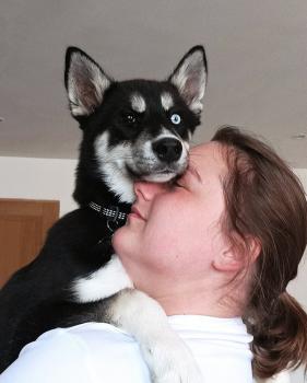 shark, Husky Siberien