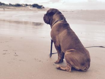 Hootch, Dogo De Burdeos