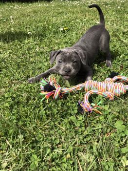 T’Ruby, Staffordshire Bull Terrier