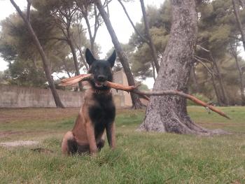 saphir, Pastor Belga Malinois