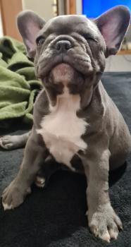 Zeus, Bulldog Francés