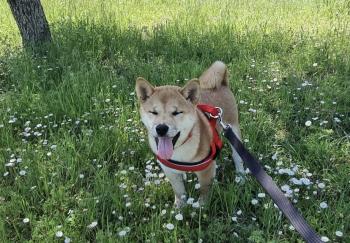 Thor, Shiba