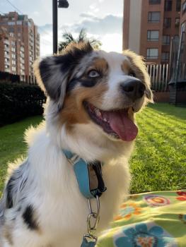 Olivia, Berger Australien
