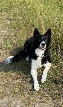 Gracie, Border Collie