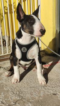 Jupiter, Bull Terrier