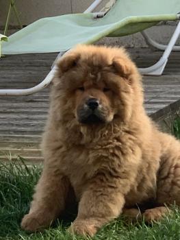 Yoshi, Chow chow