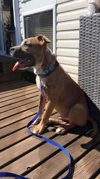 Tyson, American staffordshire terrier