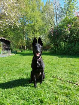 Shadow, Berger Malinois