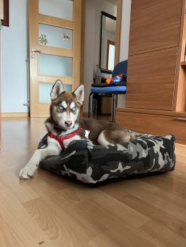 Rambo, Husky Siberiano