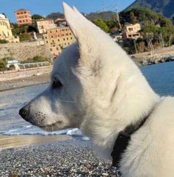 LUPO, Pastore Svizzero Bianco