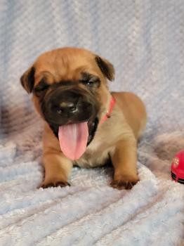 Totoro, Cane Corso