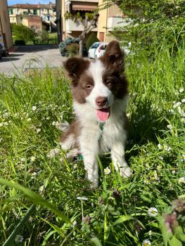 Arturo, Border Collie