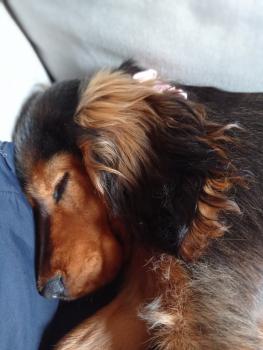 Maya, Cocker Spaniel Inglés