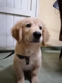 Zeus, Golden Retriever