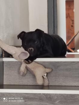 saiko, Staffordshire Bull Terrier