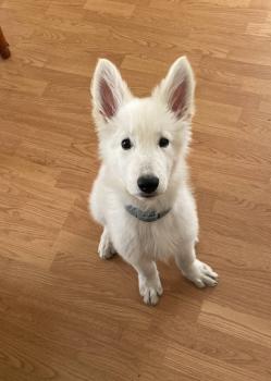 Yuki, White swiss Shepherd Dog