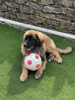 Tigger, Leonberger