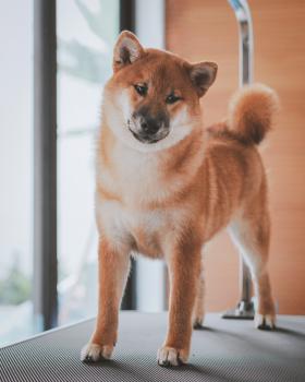 Kyoto, Shiba Inu Japonés