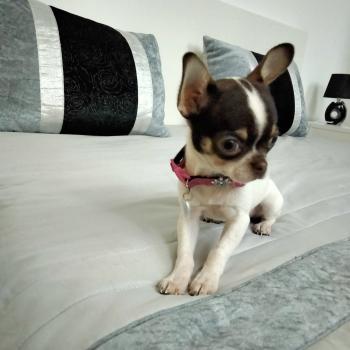 Luna, Chihuahua langhaariger Schlag