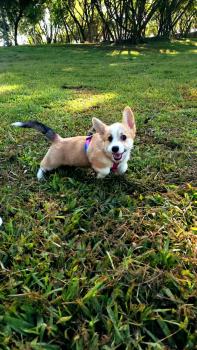 RITA-LINA SILVEIRA NEGRETTO, Corgi Galés De Pembroke