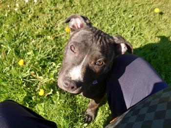 LOKI, Staffordshire Bull Terrier