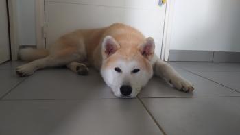 Shiro, Akita Inu