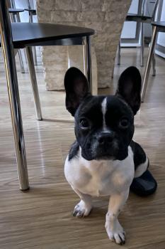 YODA, Bouledogue Français